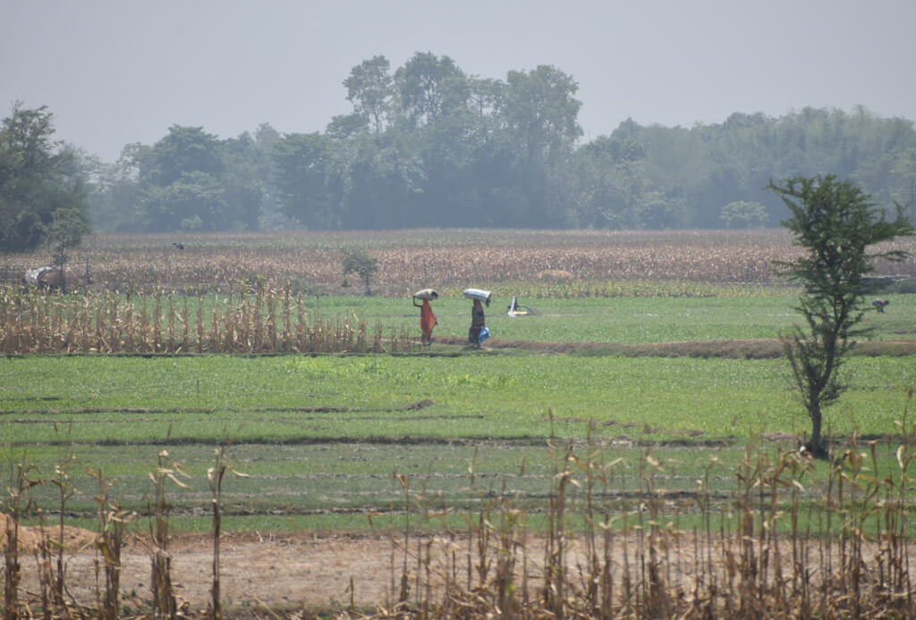 two women farmers carrying loads on heads