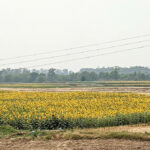 driving through haryana sunflower fields used as feature image in driving through UP article