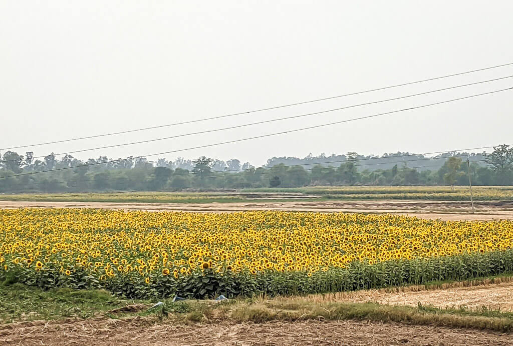 driving through haryana sunflower fields used as feature image in driving through UP article