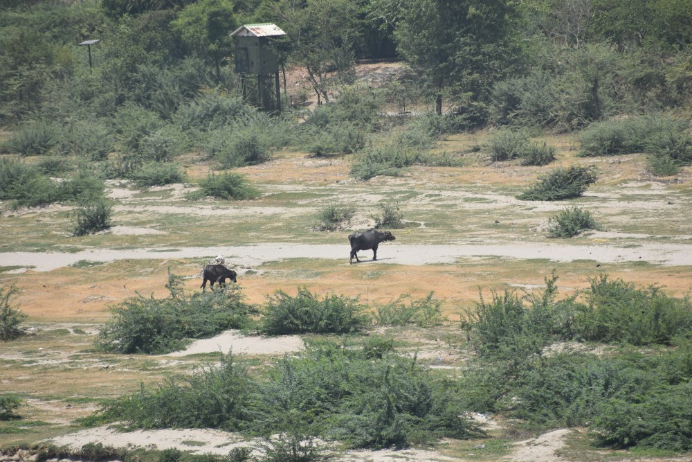 buffaloes walking indifferently behind the Yamuna across the Taj Mahal