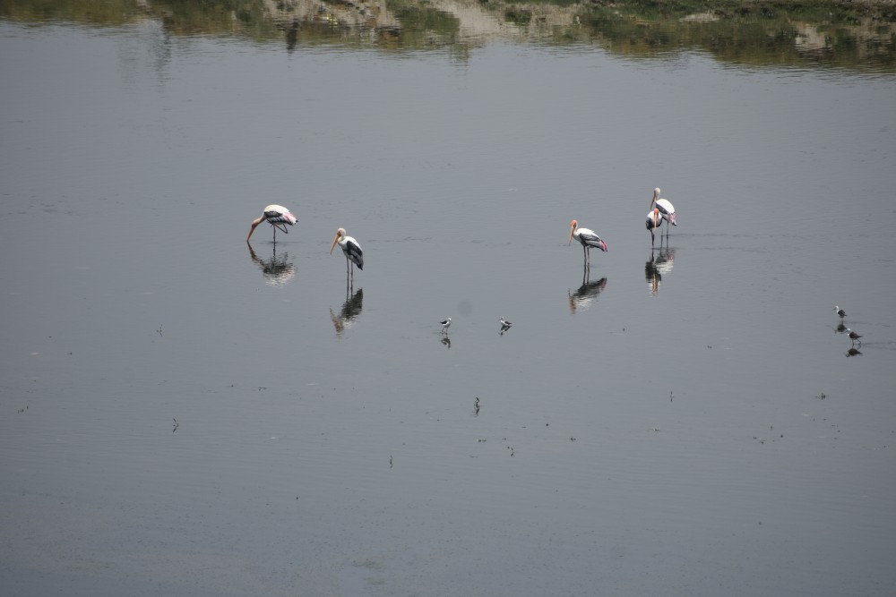 storks and birds living their life in yamuna