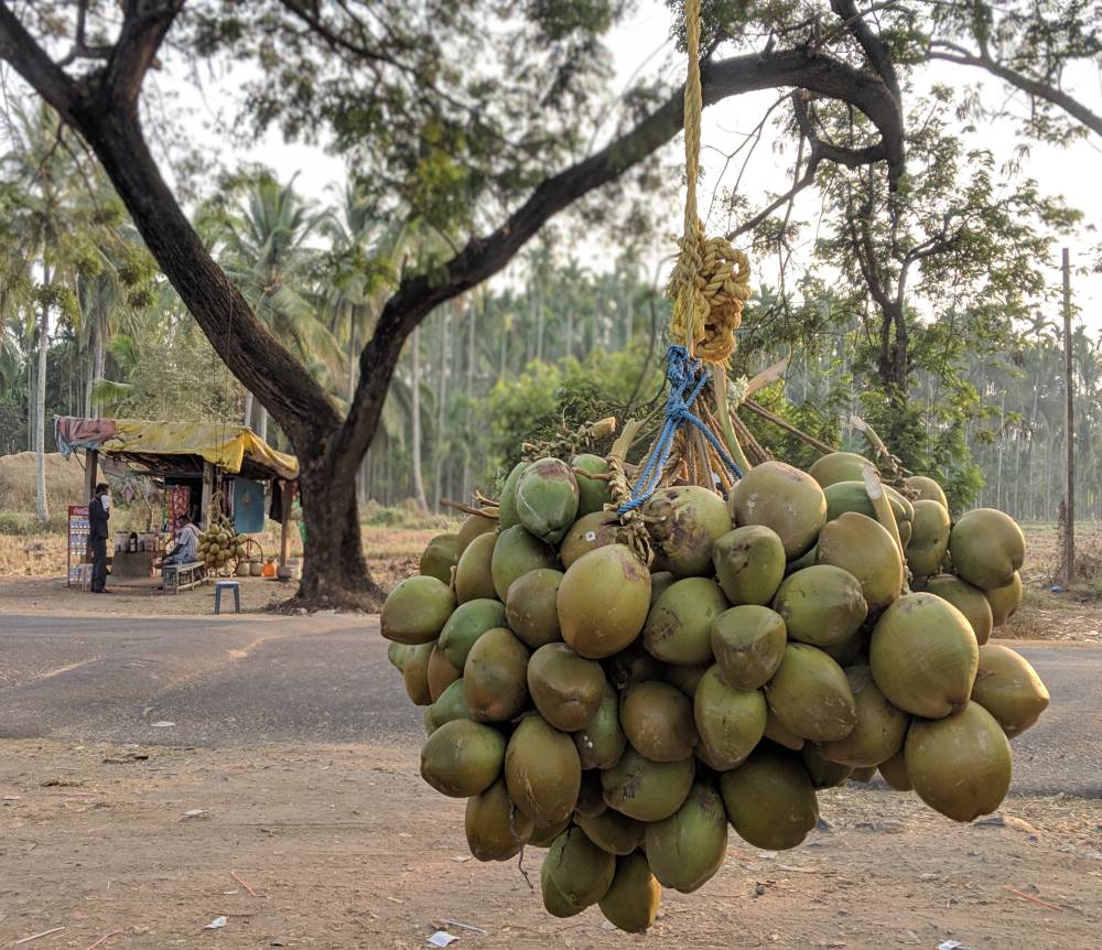 coconuts being sold on karnataka highway