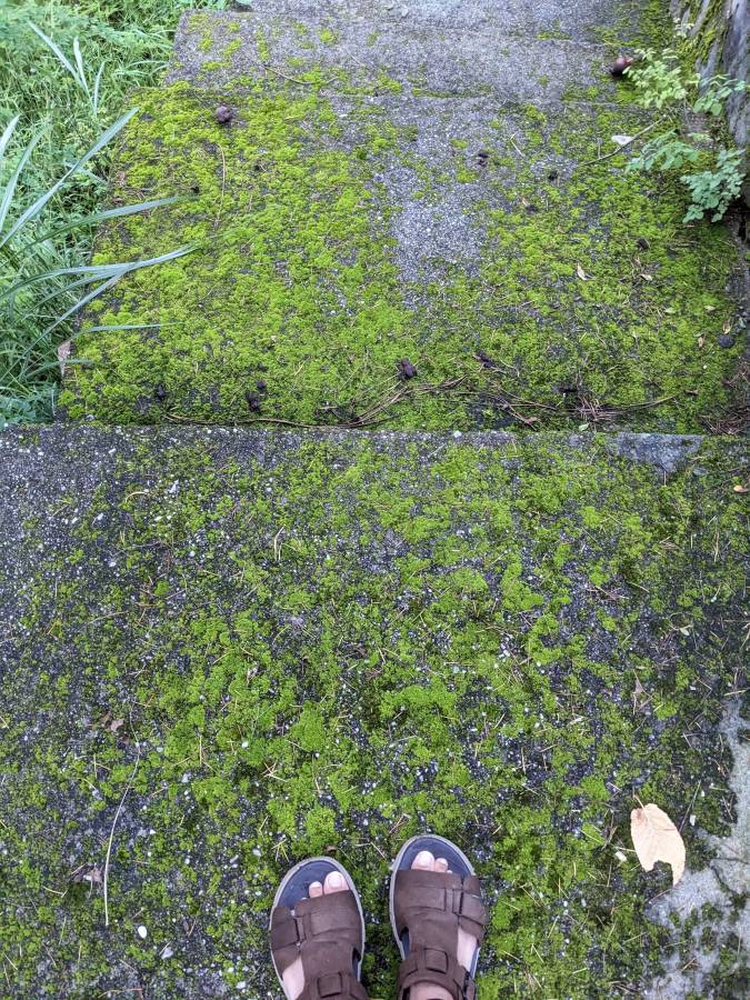  life as a blogger walking on mossy path
