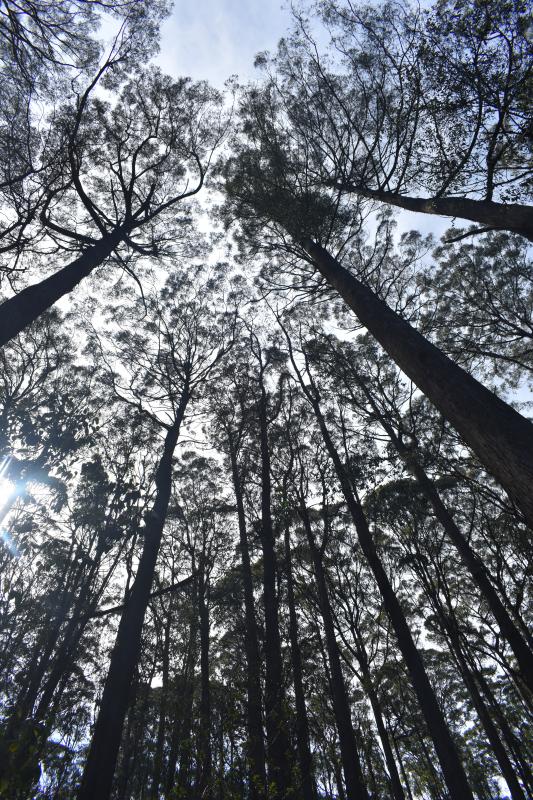 My Best Travel Books of All Time 16 tall trees reaching into the sky