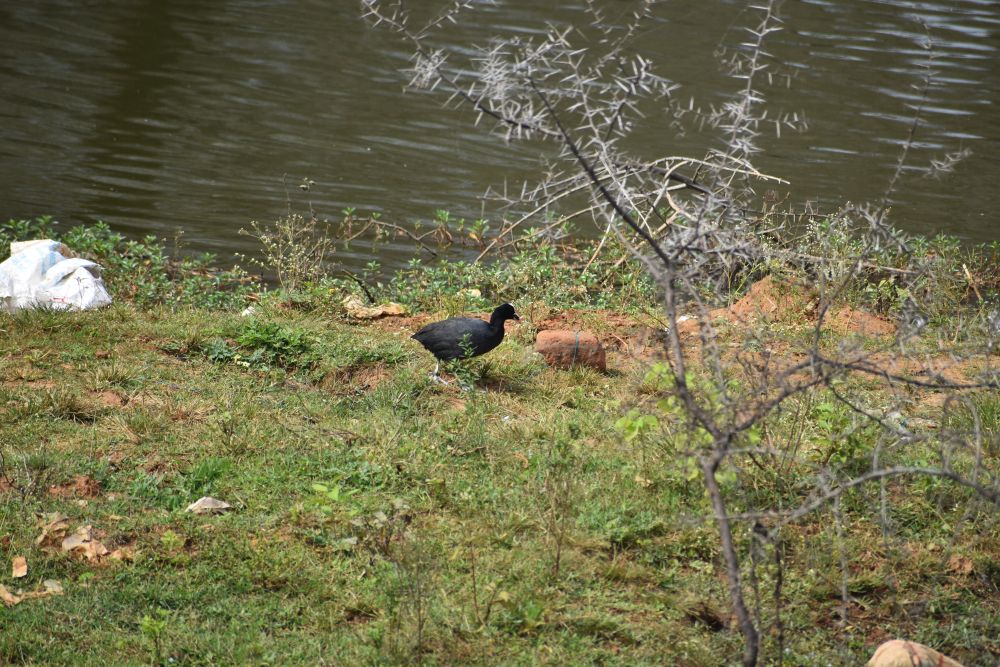 and then the coot was out on the ground