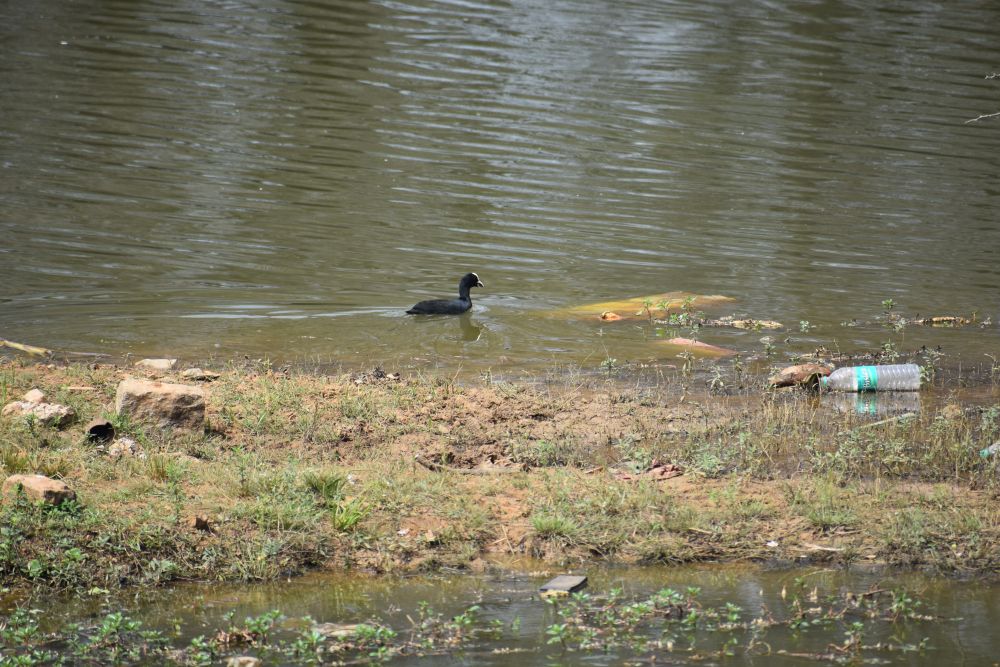 and then the coot was swimming