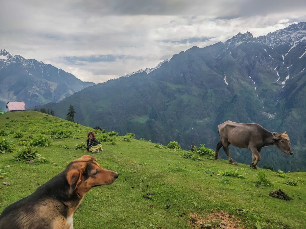 animals+children+bunbuni+pastures++parvati+valley+india+mountains