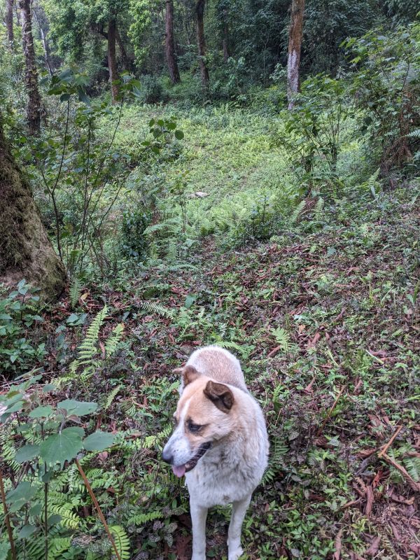 the dog named Baby following me through the nothingness of Sikkim countryside