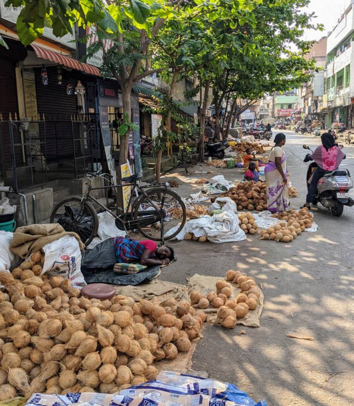 coconut street, Puducherry, India