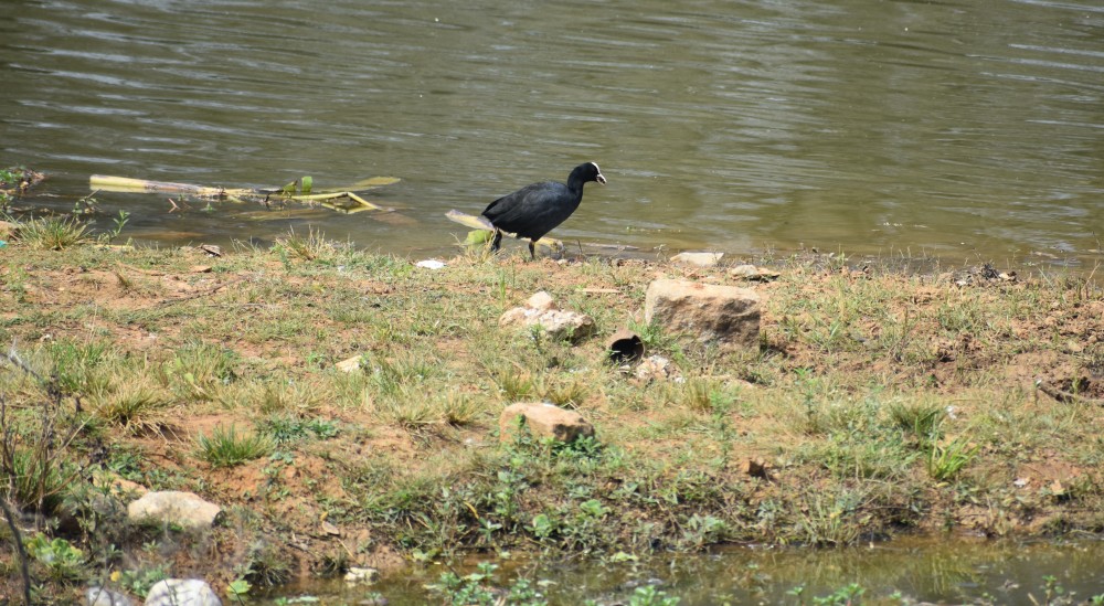 coot foraging around the waters of Karnataka