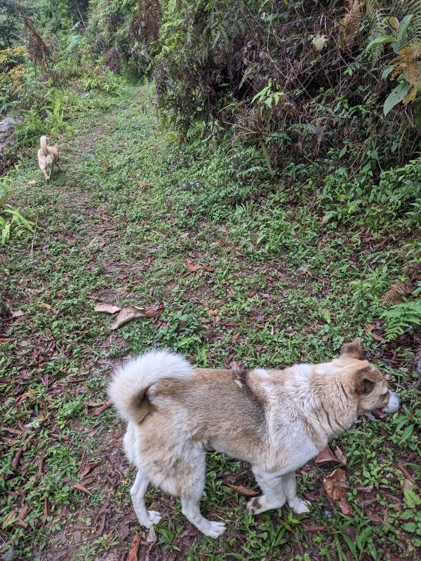 dogs walking on green earthnow both ahead of me on the walk