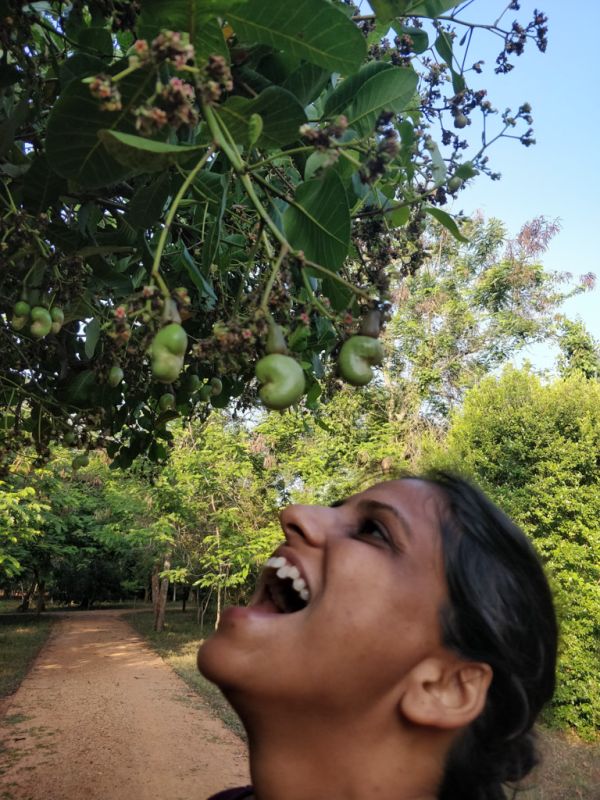 the author eating the cashews directly from the tree
