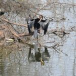 feature oriental darter preening and sunbathing in a pond near nandi hills karnataka