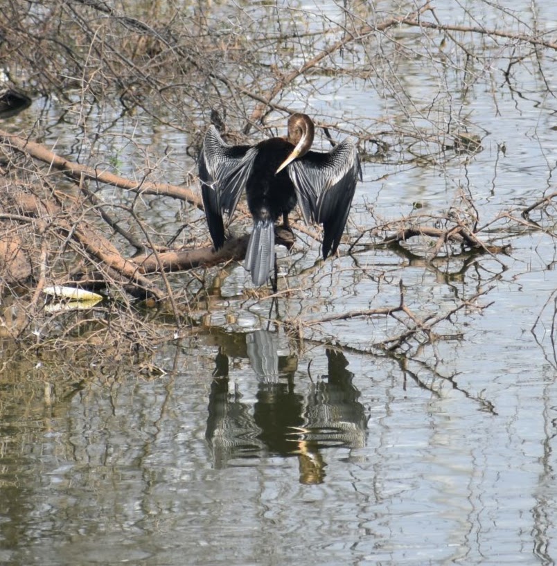 feature oriental darter preening and sunbathing in a pond near nandi hills karnataka