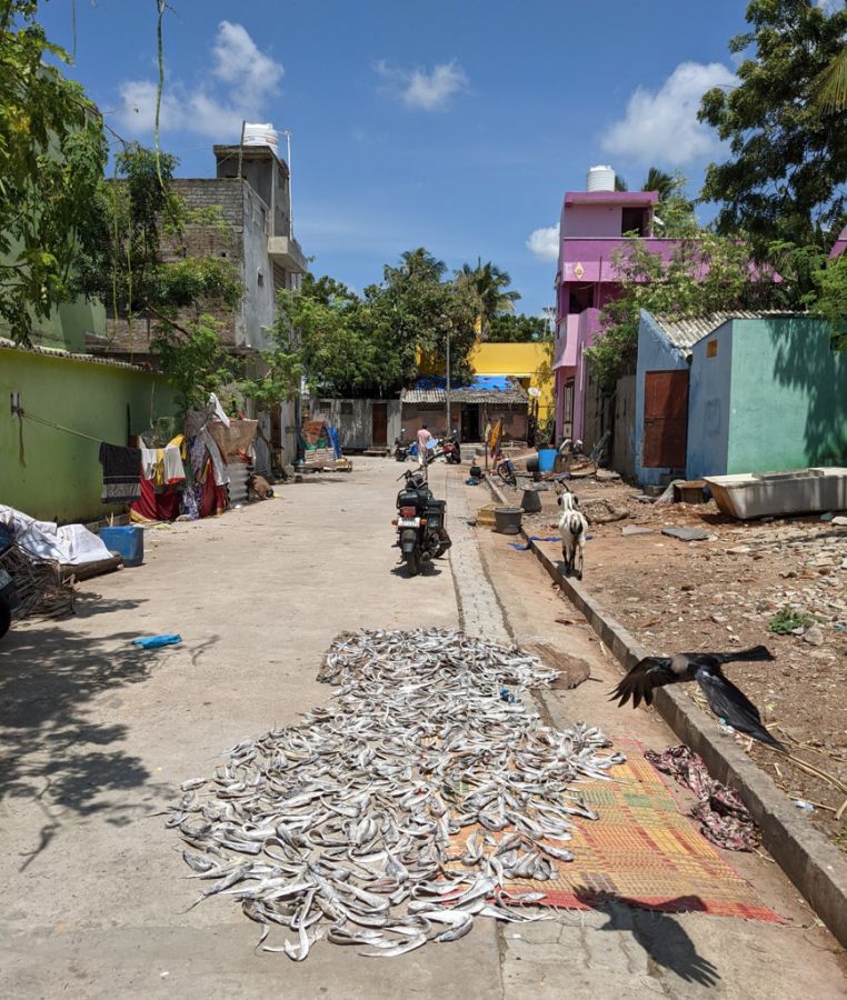 fish drying in fishermen's neighborhood in Pondicherry