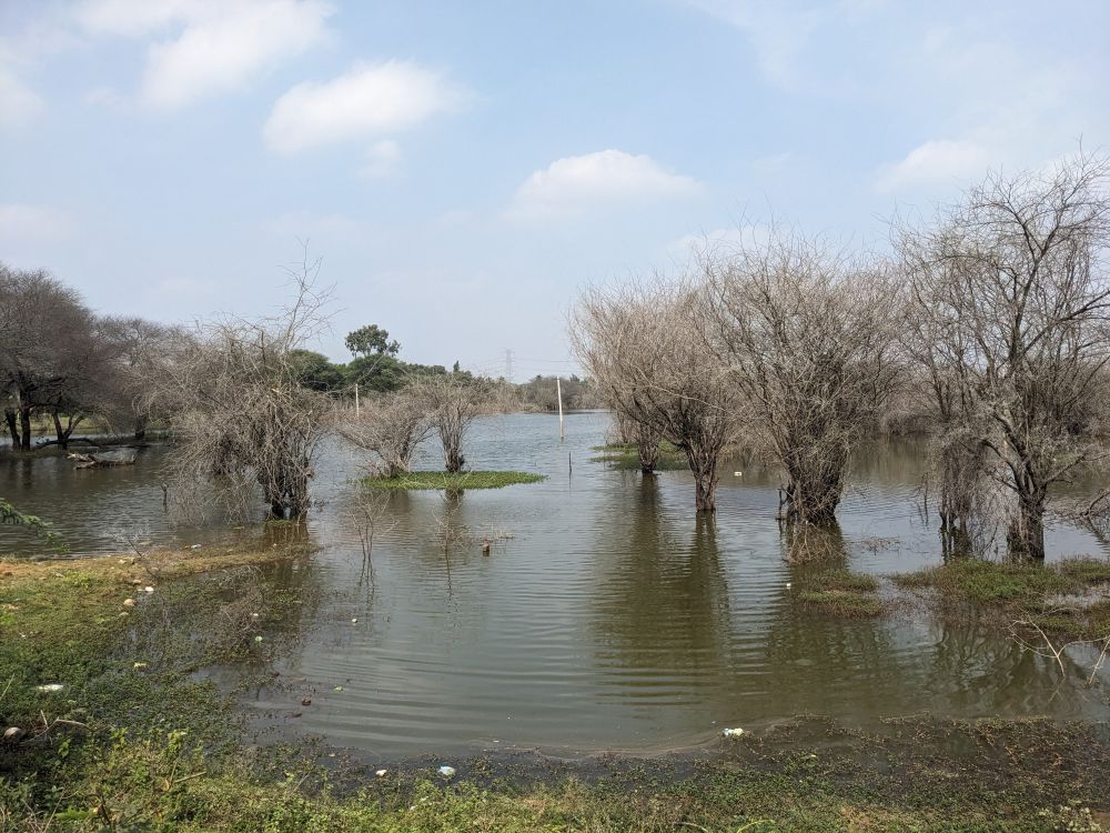 ghost like dry trees in a reservoir, pool, stream near nandi hills karnataka