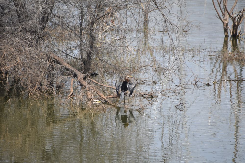 her greys and browns were matching the grey of the rippling water and the brown of the dry branches