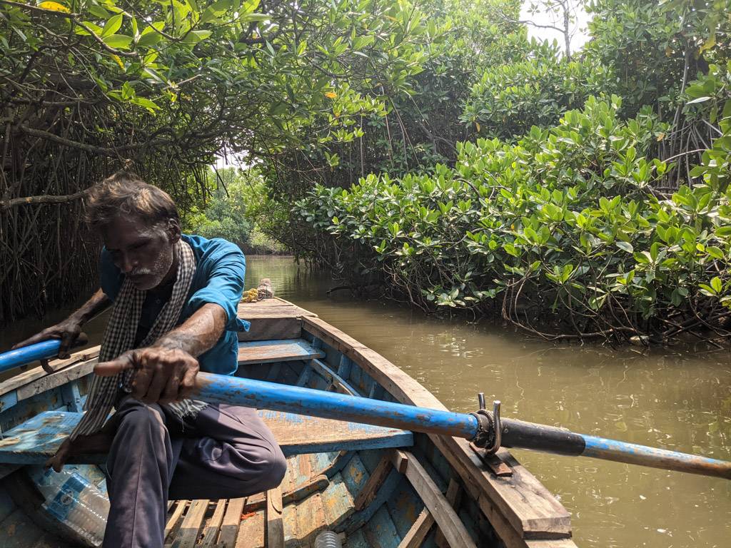 into the hearts of the pichavaram mangrove