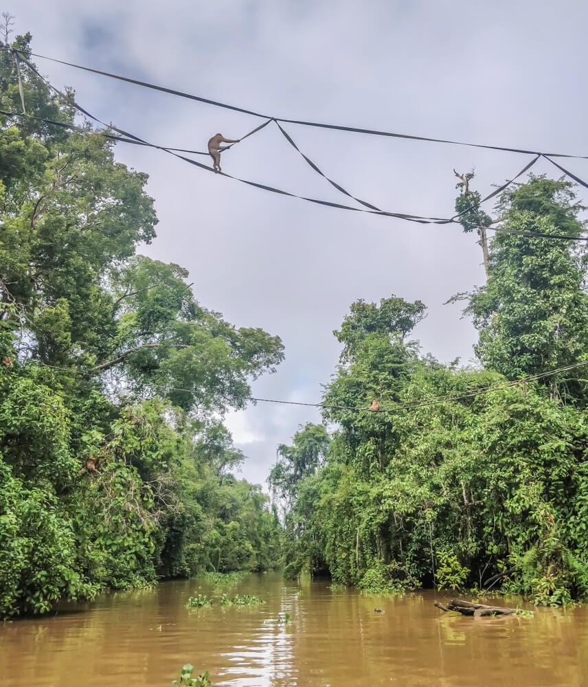 kinabatangan+river+sukau+borneo+malaysia