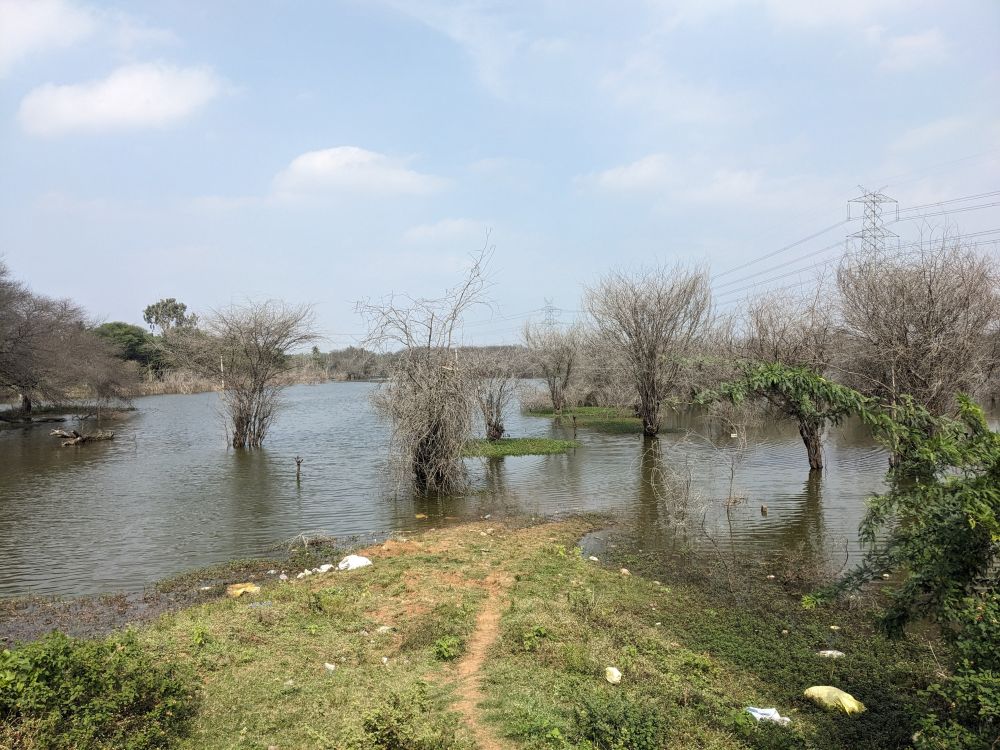 landscape of dry trees and water