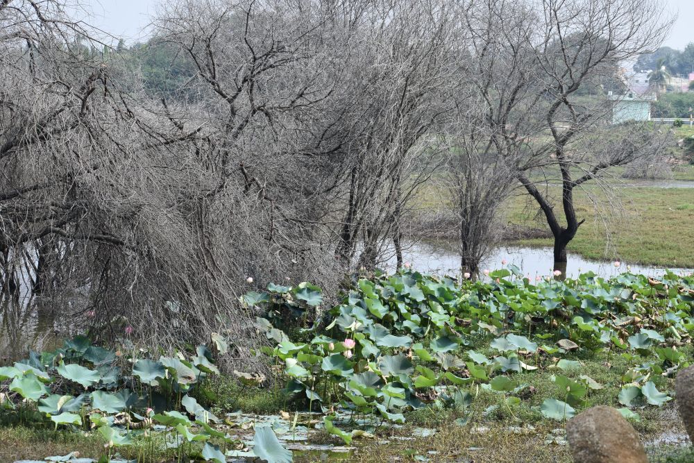 lotuses in the water stream