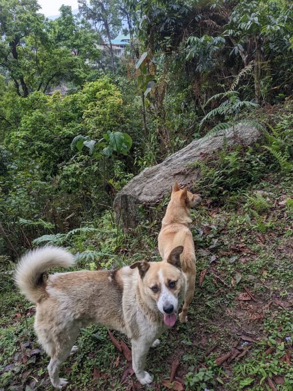 lovely dogs on a walk in the mountains of sikkim