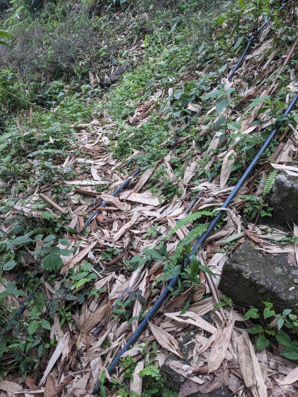 maybe this was the path i took to reach the stairs leaf-patted path on mountain slope