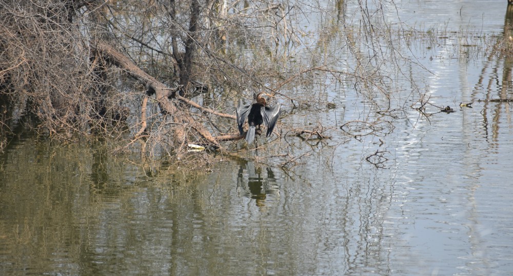 oriental darter almost camouflaged in the water