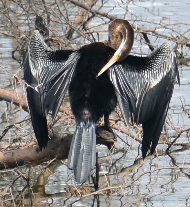 oriental darter close up