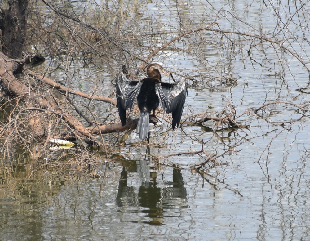 oriental darter just sunbathing on a branch of a mangrove in a water reservoir