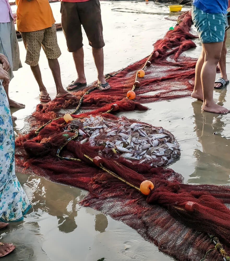 palolem beach fish