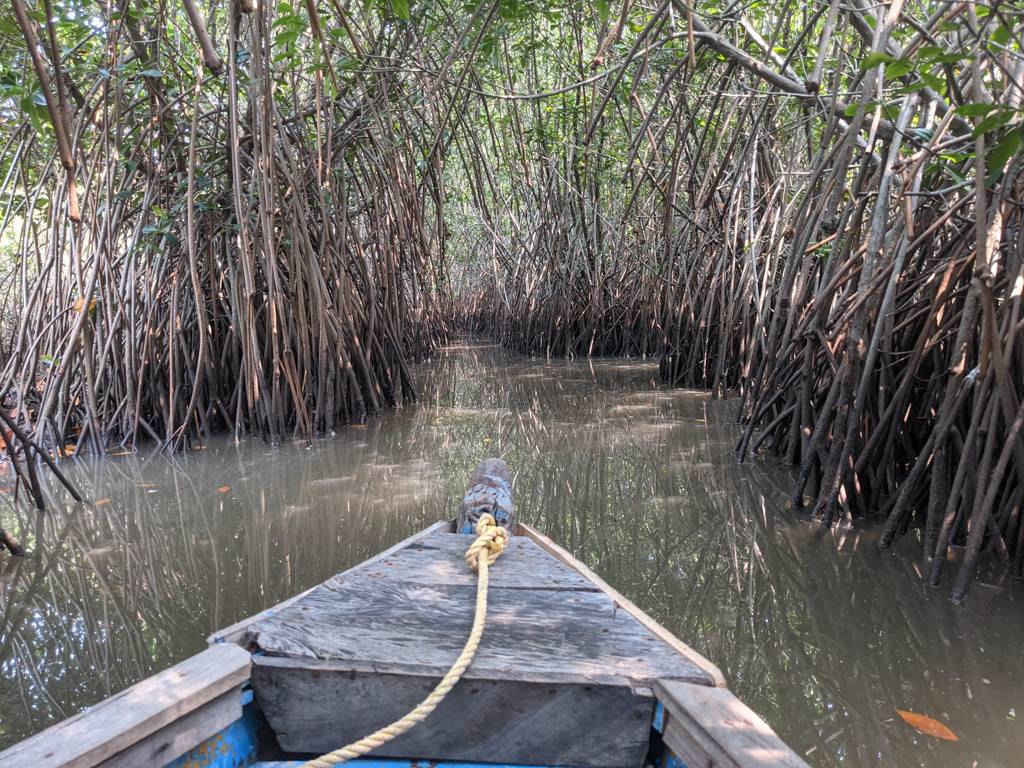 pichavaram mangrove