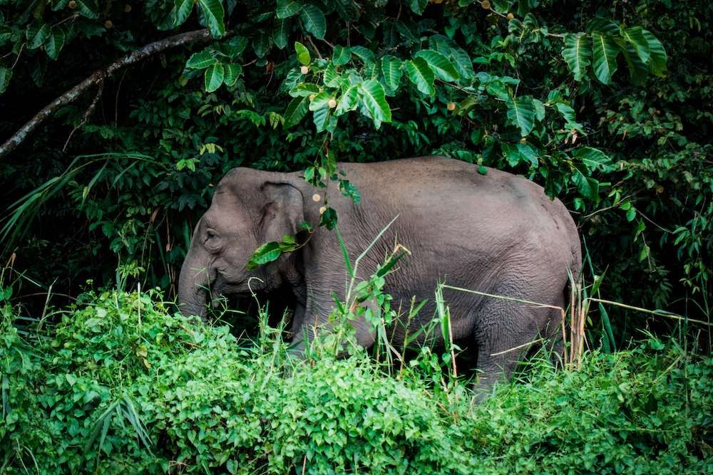 pigmy+elephant+kinabatangan+river+sabah+borneo+malaysia