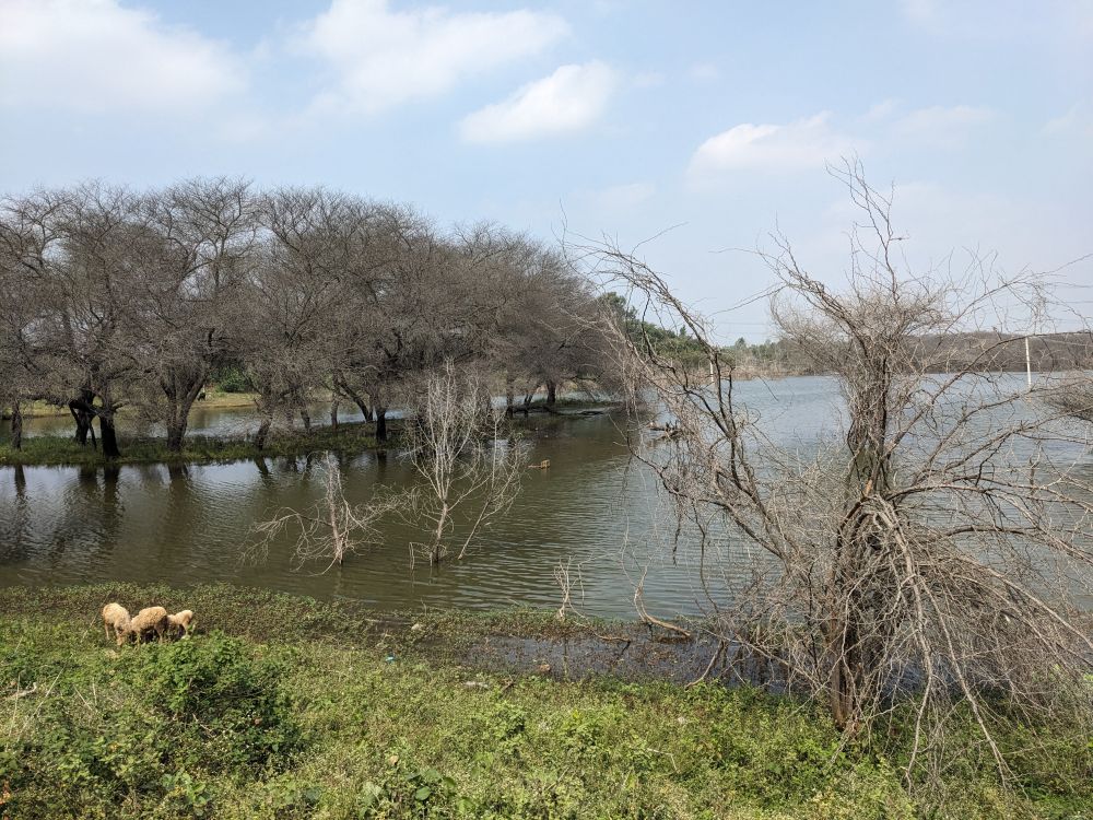 sheep grazing near the vegetated lake