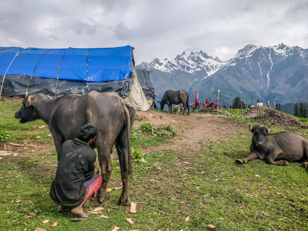 shepherd+milking+cow+bunbuni+kheerganga+parvati+valley+himachal+pradesh