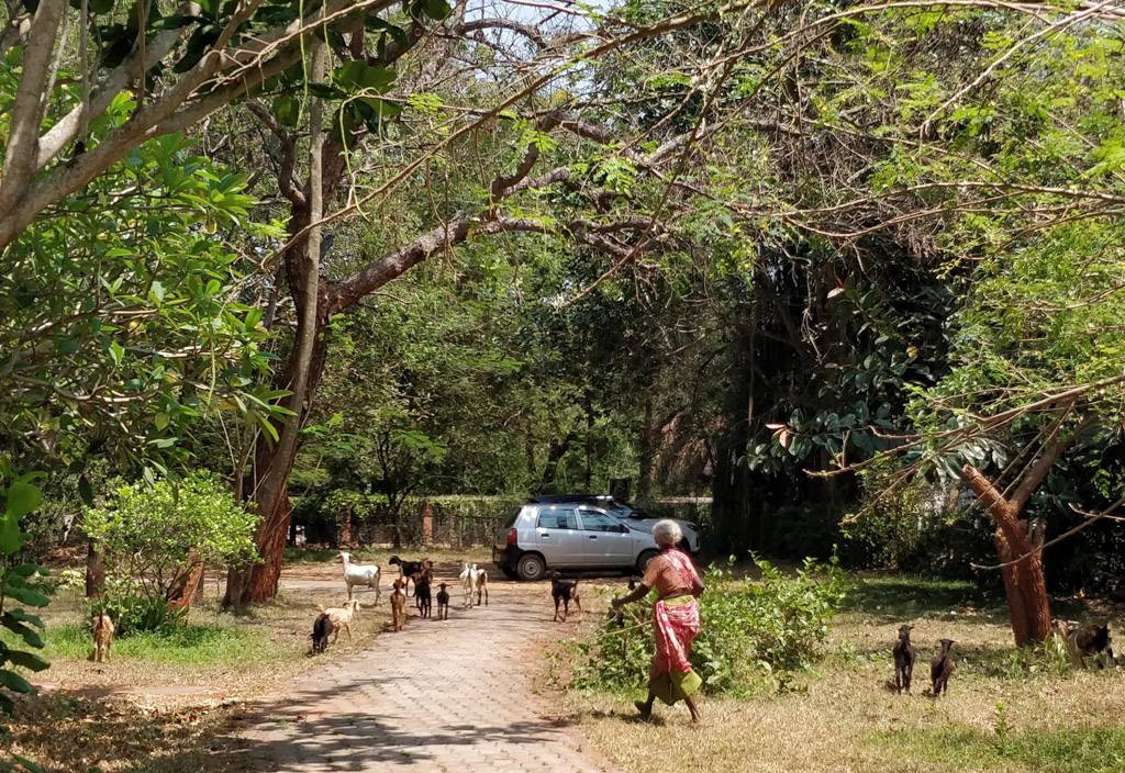 a shepherd woman of pondicherry driving her sheep through the forest