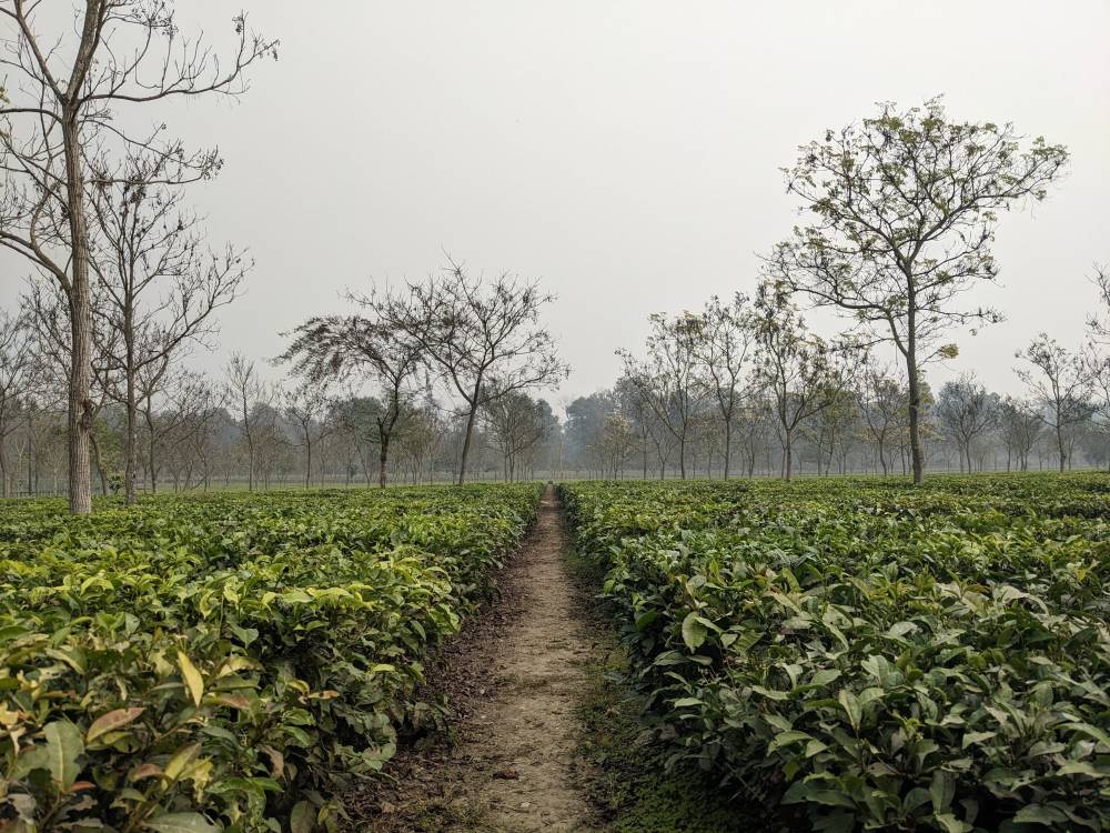 a tea estate tea plantation near Siliguri
