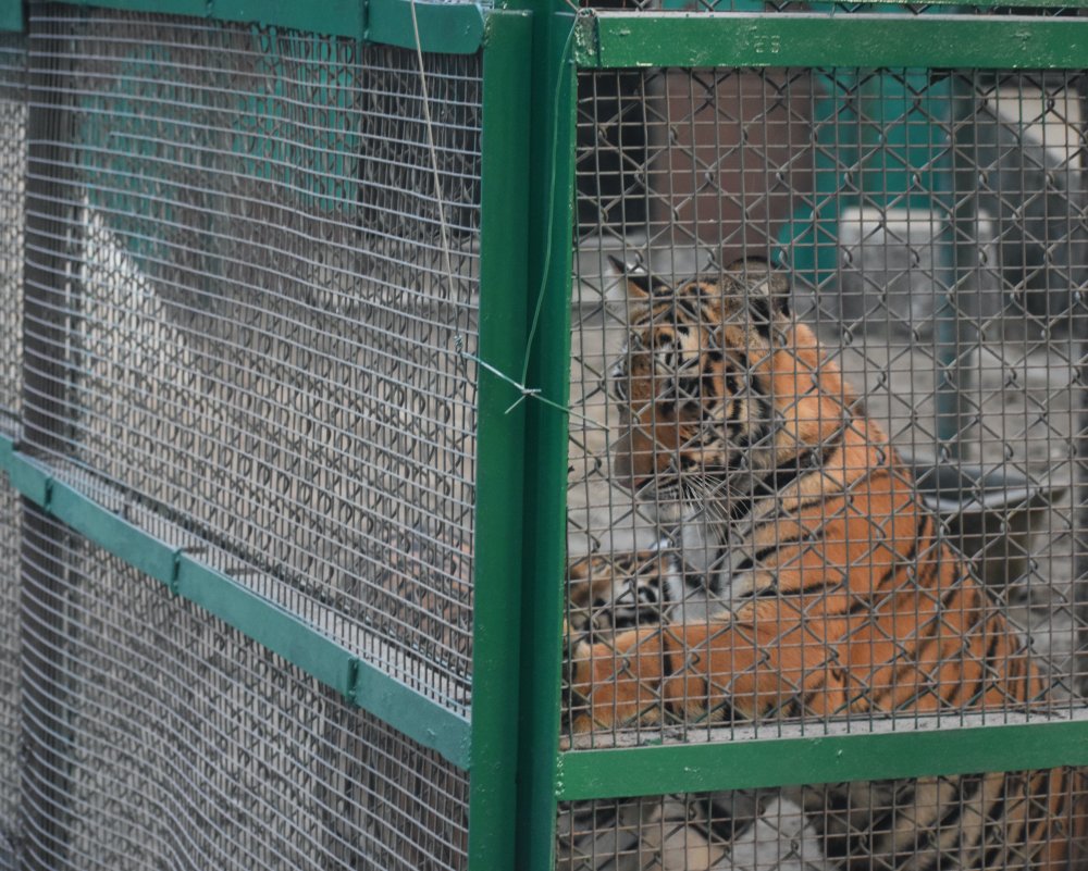 the caged tiger in siliguri bengal