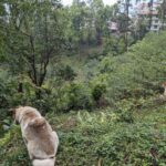 the dogs looking out from a mountain in eastern himalayas sikkim