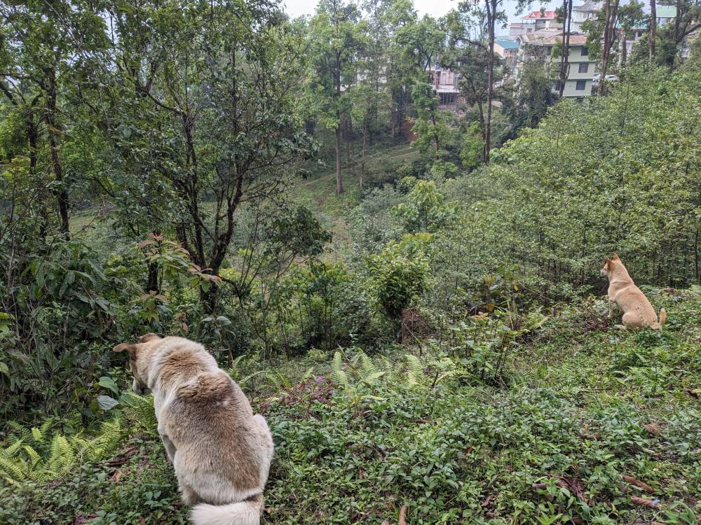 the dogs looking out from a mountain in eastern himalayas sikkim