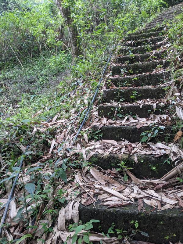 the leaf-covered stairs that saved me in the mountains of sikkim when i was lost copy