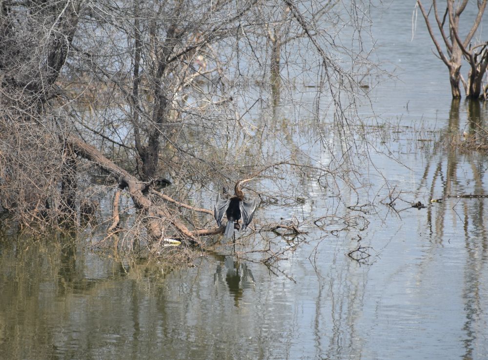 the oriental darter was still at it