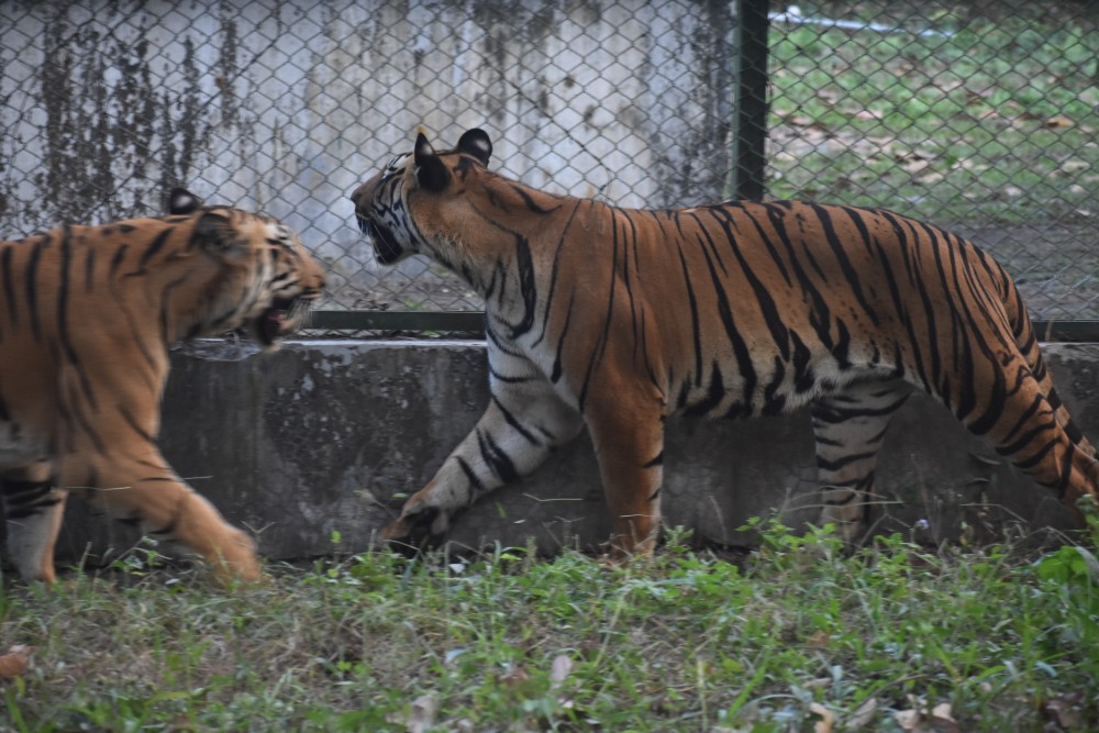 the others walking outside growling (1)