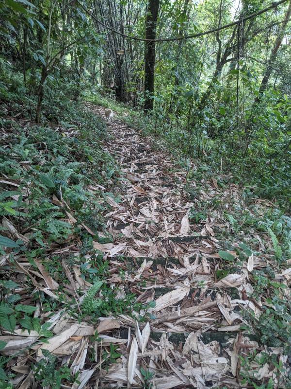 the paths in the forest were such leaf-patted, close look can show the stairs hidden underneath the leaves