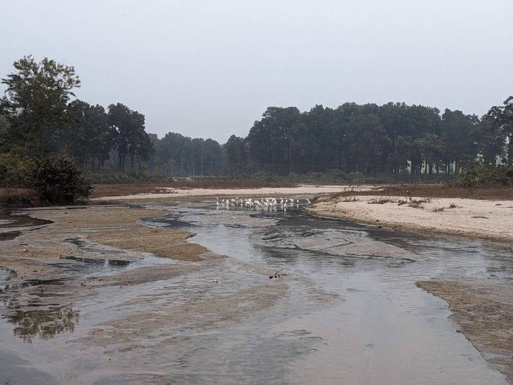 the stream around our house and the forest in siliguri