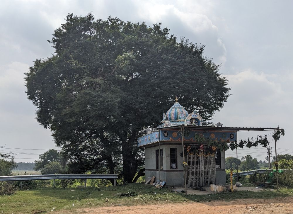 this beautiful tree and old temple karnataka state india