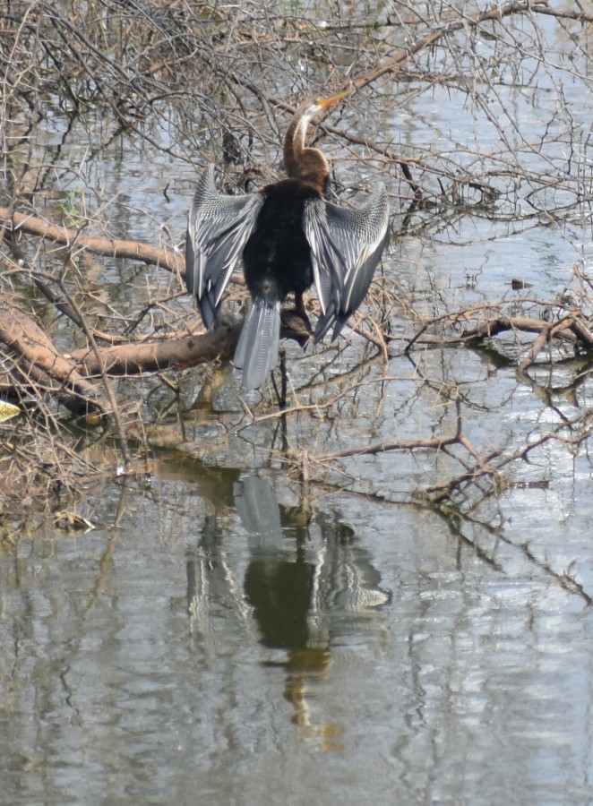 with her neck raised, the oriental darter, karnataka south india