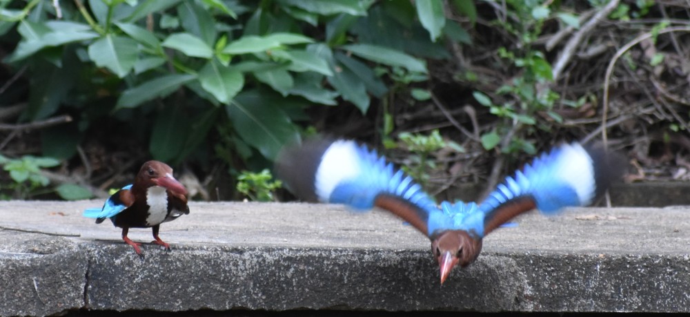 two kingfishers in mating period dancing flying