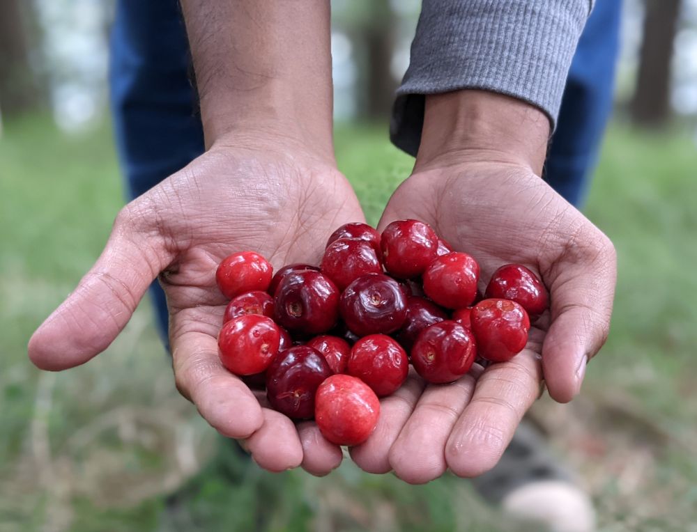 fresh cherries being held in a palm
