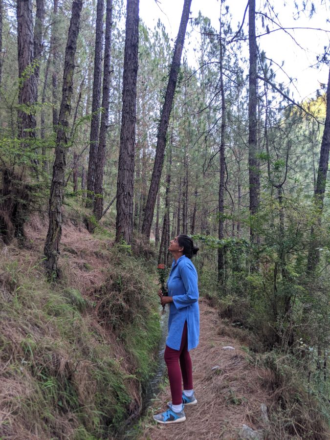 the author standing in the forest under pine and cedar trees himachal pradesh india